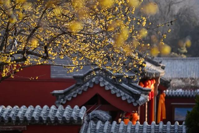 快看！从哈尔滨的冰雕里，挖出了整个真·泰安！