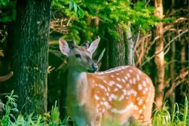 大连6只梅花鹿组团过马路，不怕人爱逛街，网友：这是滨海路活爹图片