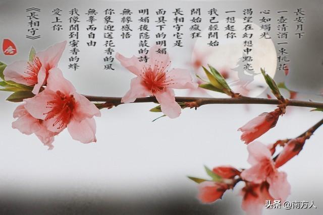 桃之夭夭（一天认识一个成语）