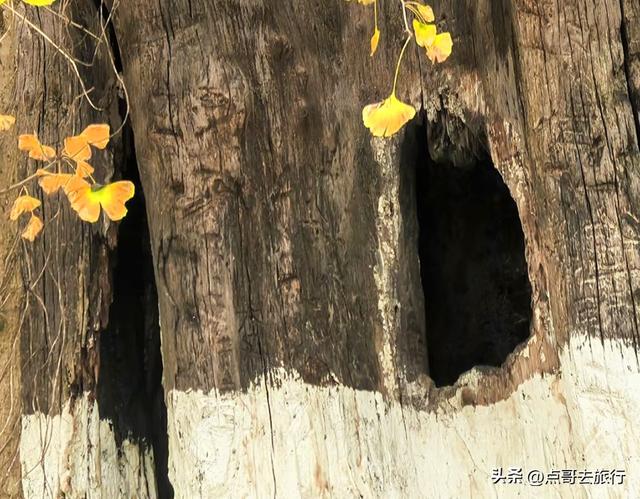 成都龙泉山有多少千年银杏，让人意外，居然有刘备亲手种的！