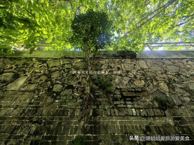 惠州“最后”的古城墙，完好的300多米，榕树穿墙而生，像留城魂