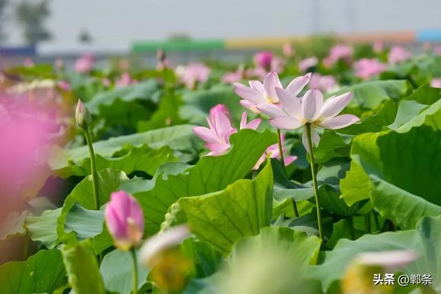 邯郸冀南新区：夏日顶流上线！