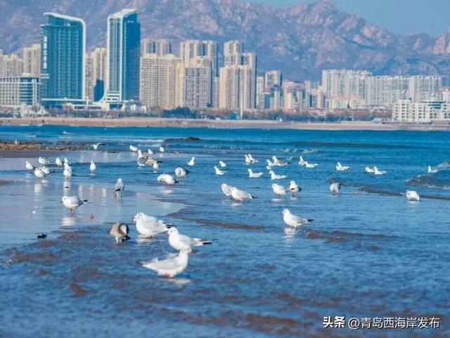 “鸥”耶！西海岸来了一批“老朋友”！