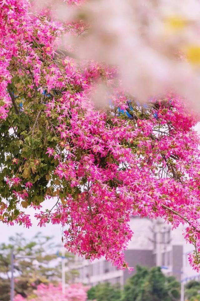 冬天到攀枝花晒太阳是定律来的！