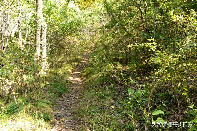 延庆应梦寺（五）：山巅极目收千嶂，林海听风涤尘心