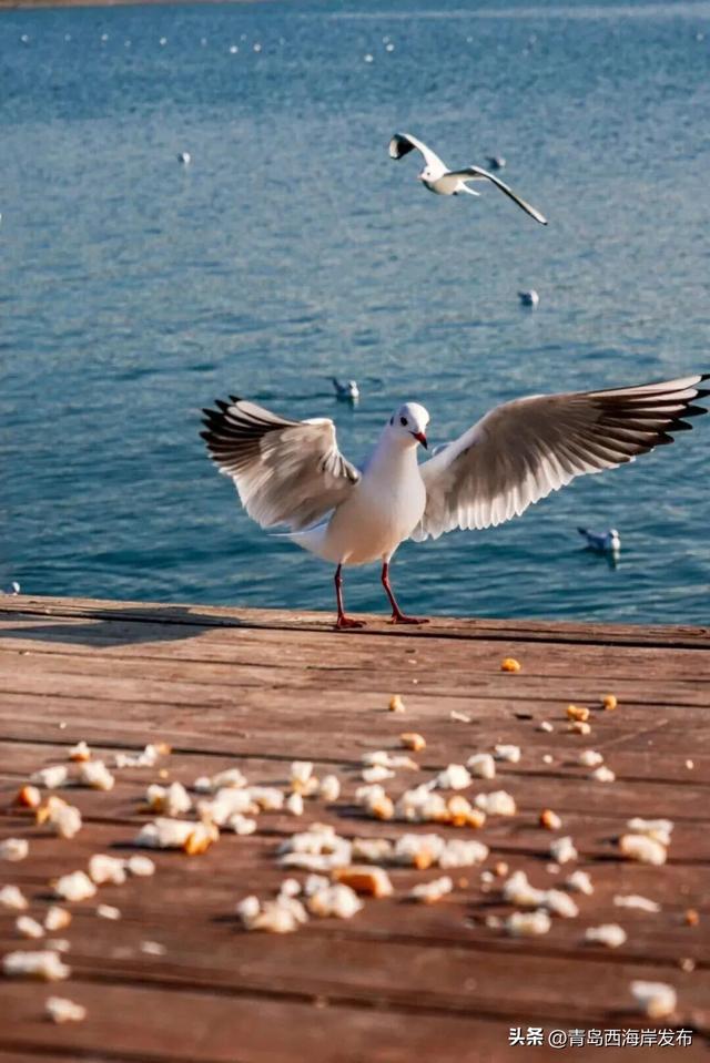 “鸥”耶！西海岸来了一批“老朋友”！
