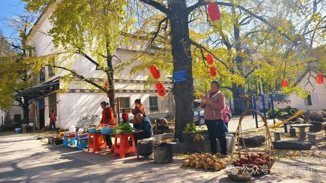银杏古村披金纱 秦家大院引客来