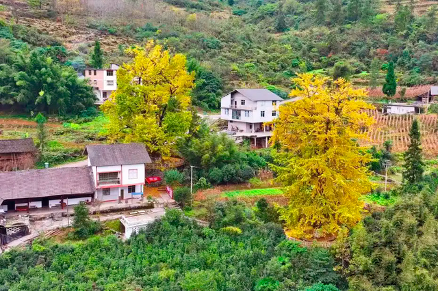 【雄奇山水 冬韵武隆】彩叶织锦·山野层林映画