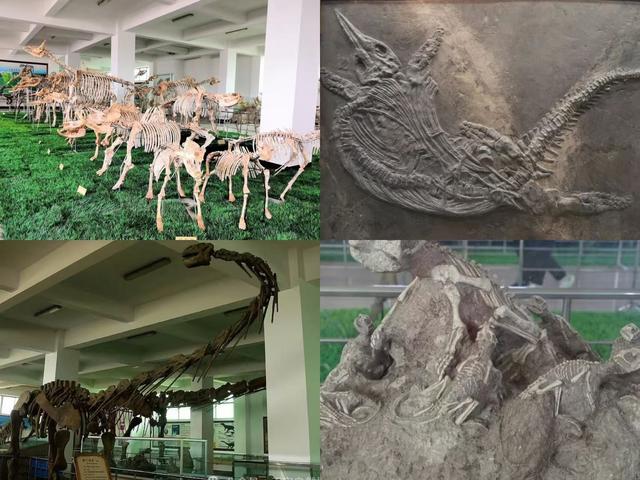 文旅临沂提醒！2026年免费、优惠福利来了！！