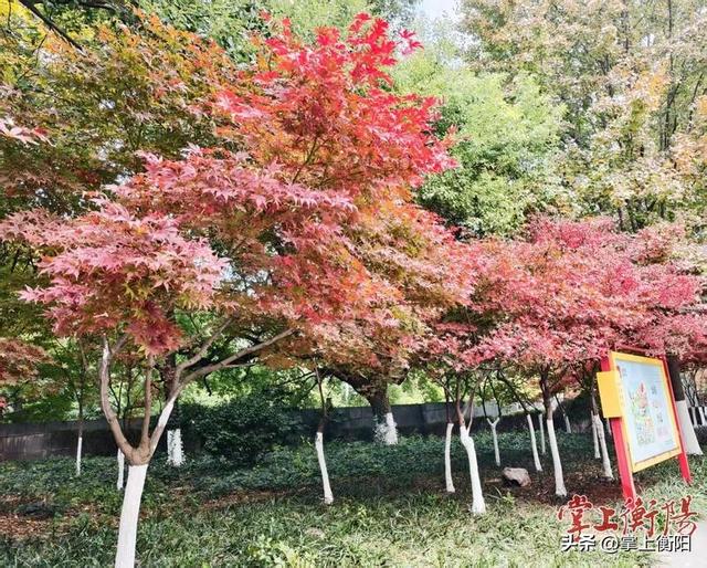 岳屏广场枫香园层林尽染，“枫”景如画！漫步“画廊”正当时