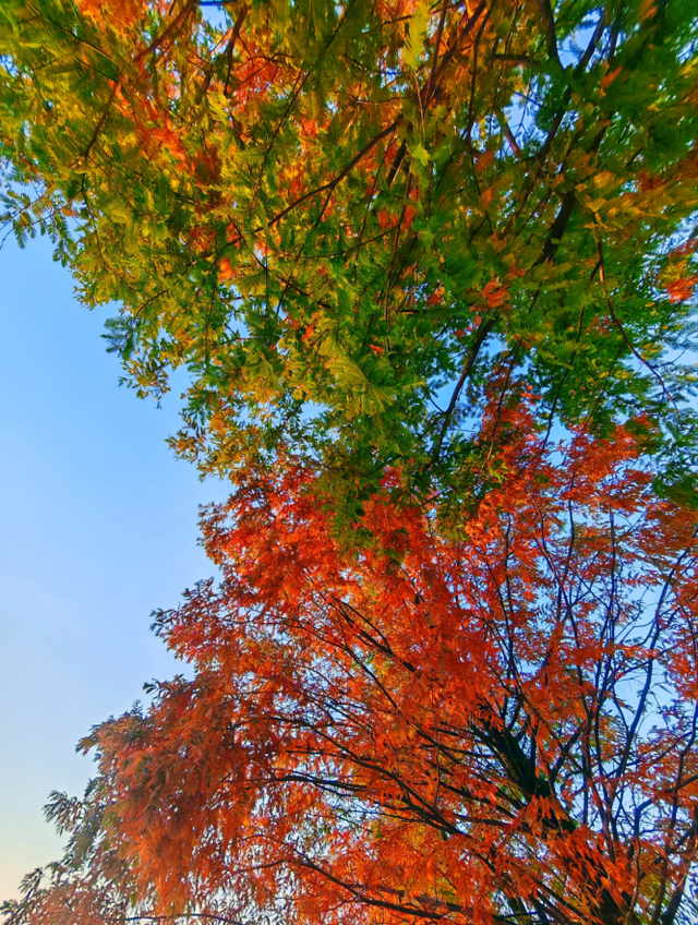 西安城区4个绝美秋景打卡地！