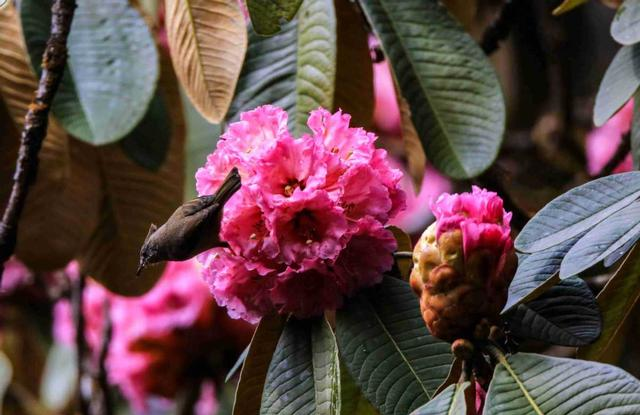 交旅融合再升级 云南重磅推介G219云南段世界级边境自驾线路