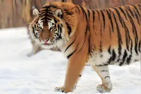 保护东北虎50年，中俄东北虎数量差距断崖，俄罗斯700只，中国呢图片