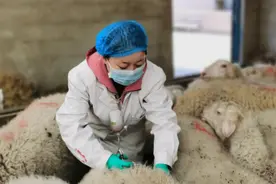 政协委员风采丨李晓燕：用心服务群众 助力畜牧发展图片