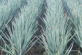 大葱追肥有诀窍！老农教你5招，葱白粗得握不住图片