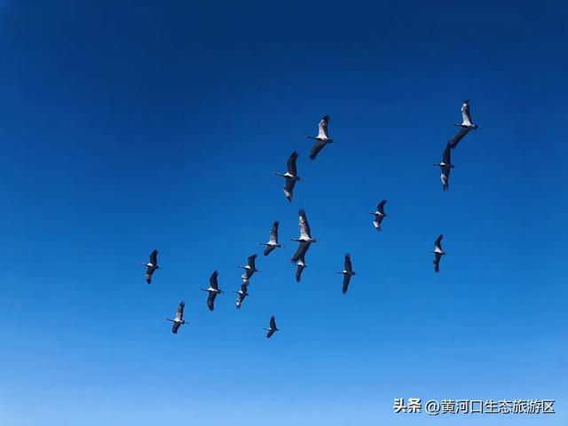 【情满双节游东营】黄河口生态旅游区2025国庆假期活动 大揭秘！速来围观！