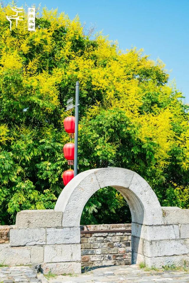 花样秦淮｜栾花绽放金秋至