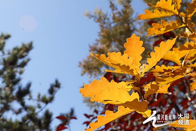 黄花公园秋意深 游客笑语映秋云