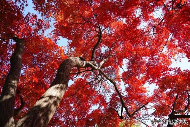 人在南京，红叶正盛，等你来～