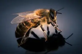 蜂蜇伤后果严重，这份急救指南请收好！图片