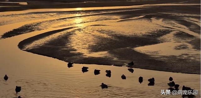 民丰县黄昏时分，尼雅河畔惊现灰鹤群，夕阳下美得让人窒息