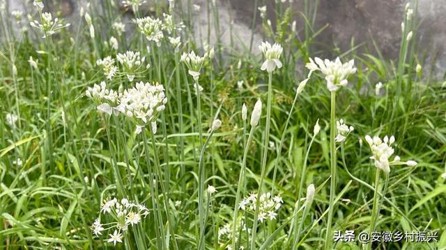 8月，「渴望自由，像治不好的病」