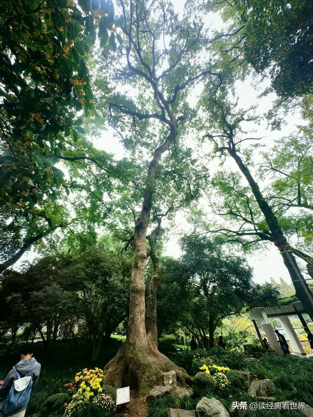 杭州植物园的菊花展——一场关于菊花的饕餮盛宴（一）