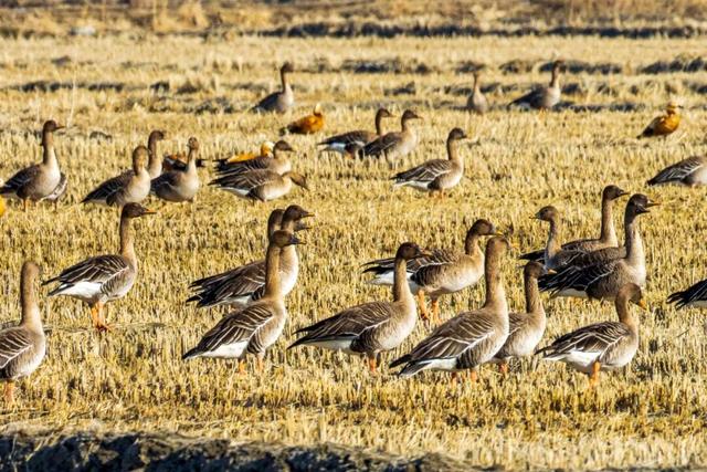 鸿雁带霜来，秋色始斑斓
