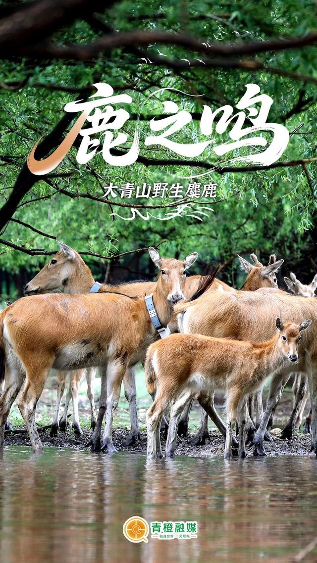 穿越北纬40度，看见“不一样”的呼和浩特！