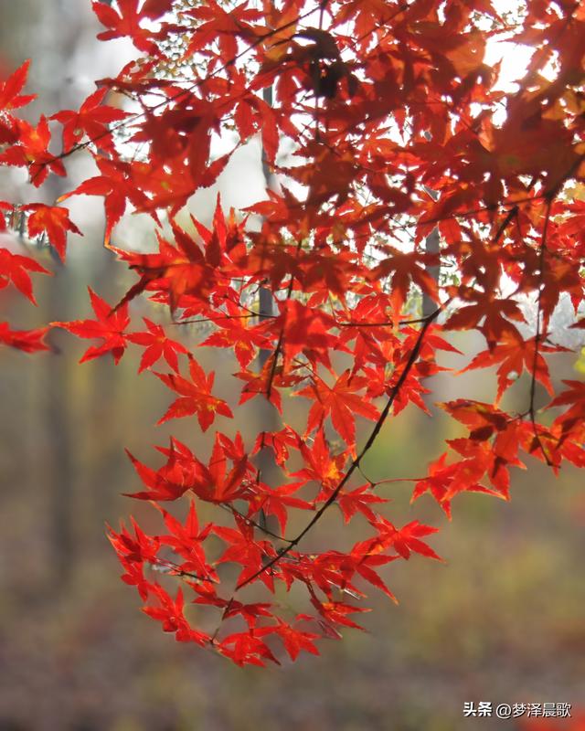 千年古城湖北云梦 冬日暖阳红枫艳