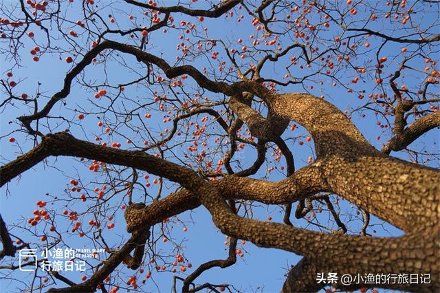 今冬顶流！陕西这片柿子林爆火出圈，美到封神！攻略来啦