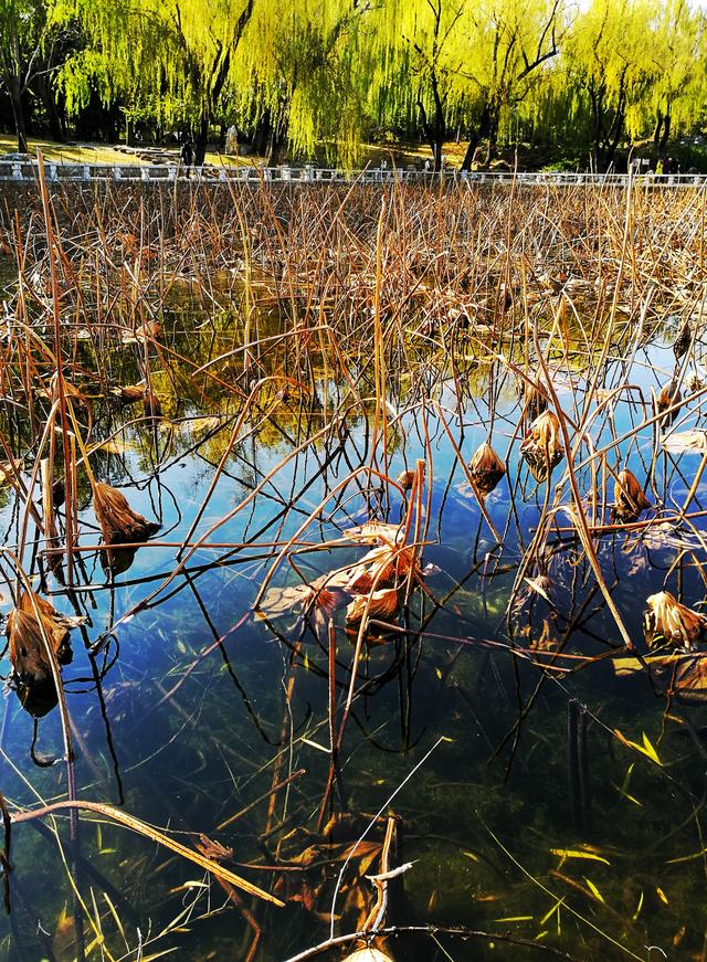 狂风散尽现碧空 北京市民陶然亭公园共赴“大风蓝”之约
