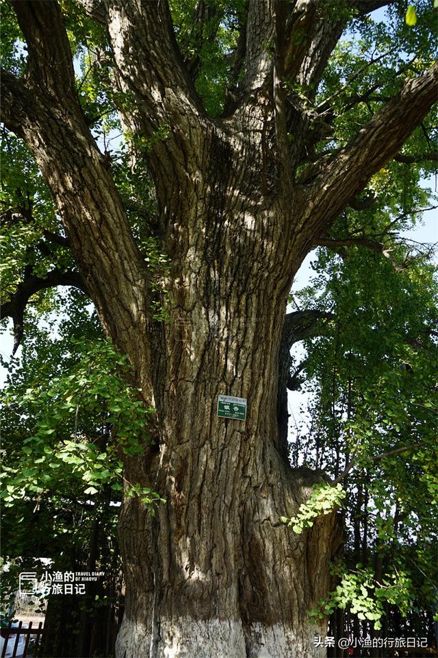 藏在秦岭的“最小”寺庙，只剩一进大殿，一棵古树占了半个院子