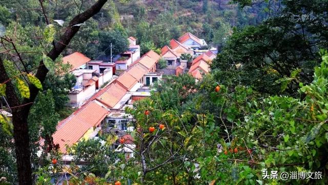 柿子熟了！淄博这些“柿”情画意，超出片！