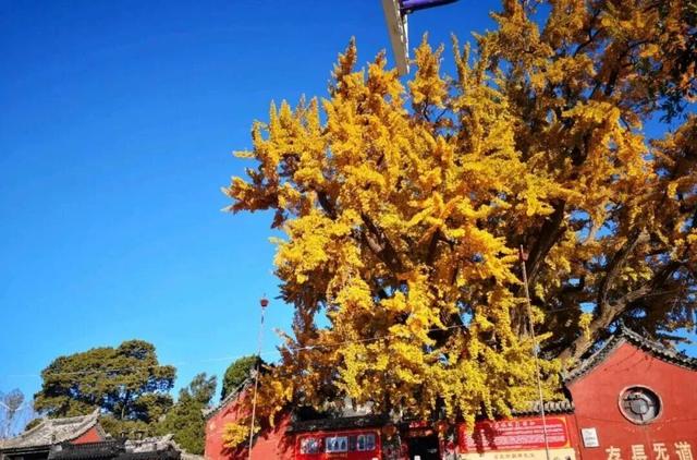 淄博惬意初冬藏在这里！在这座小城慢行，赏水墨山色、品乡村烟火气~