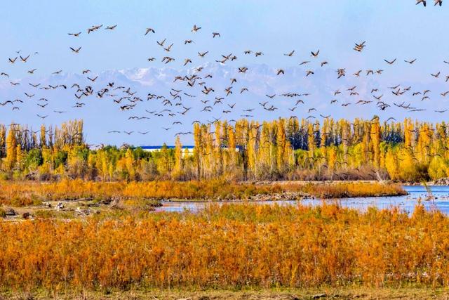 鸿雁带霜来，秋色始斑斓