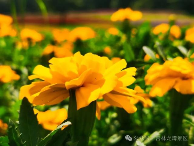 通化龙湾花海进入高光时刻，快来入仙境吧！