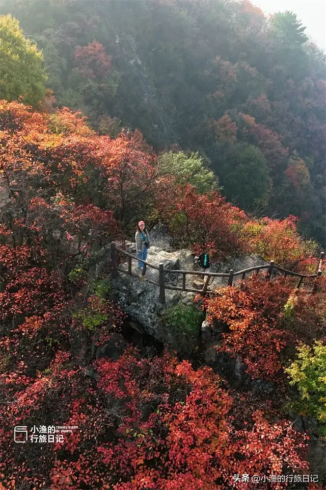西安人家门口的“红叶秘境”，斑斓整个秋天！美得超乎想象