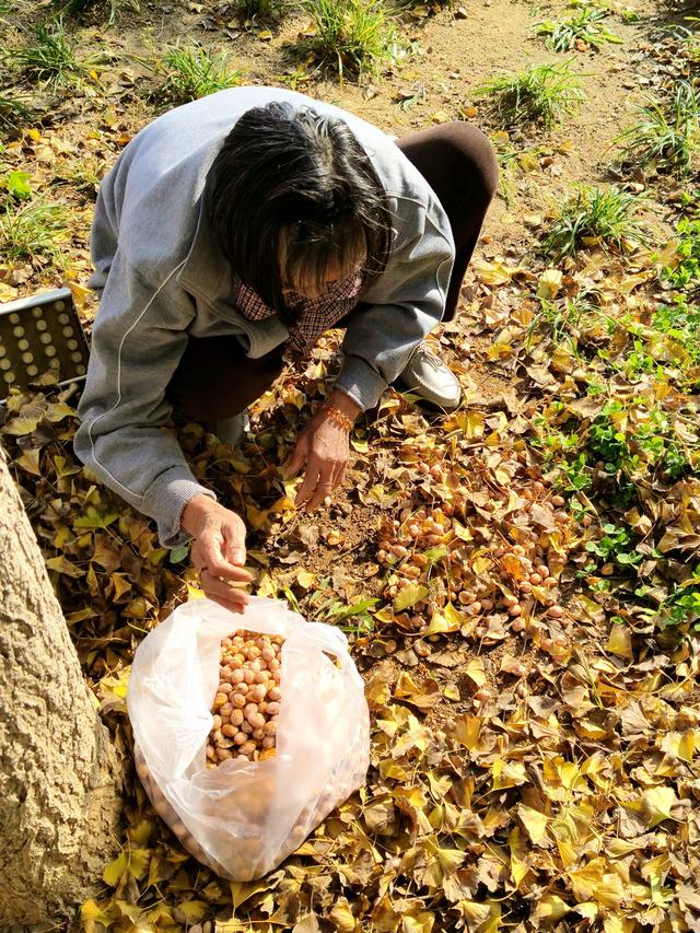 漫步泰安天平湖植物园