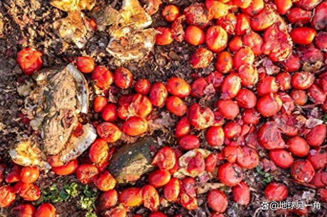 失去中国市场后，大量水果烂在地里卖不出去，才后悔“得罪”中国