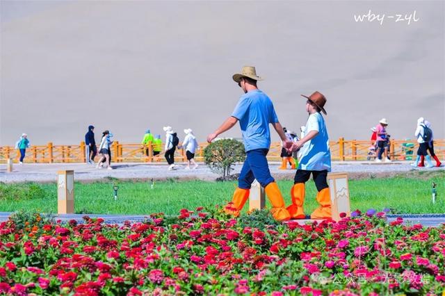 快来看，大漠敦煌又一波花海来袭