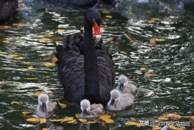 落羽杉红了,天鹅宝宝也出窝啦!