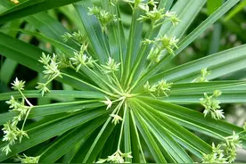 灯芯草：大自然的精巧匠人图片