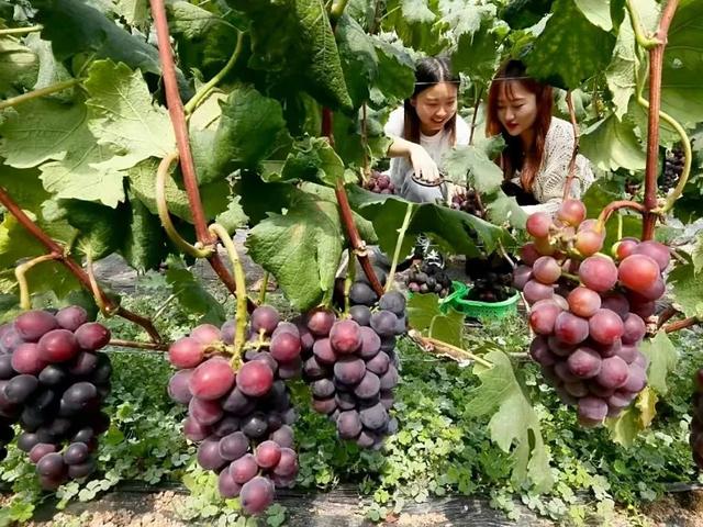 梅家埠街道醋庄葡萄田园开园啦！