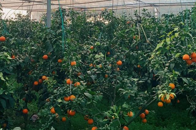 “沪派江南-复兴市集”第五期嘉定专场,风物叙事等您来赏
