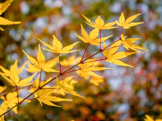 风墨壁纸 | iPad平板电脑自由枫叶ins山4k超清横屏风景壁纸