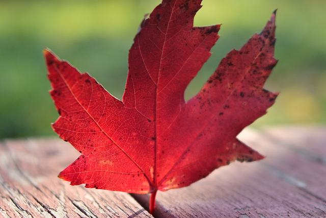 600元国产定焦，四种题材可玩性如何？体验铭匠Z口镜头23mm F1.8