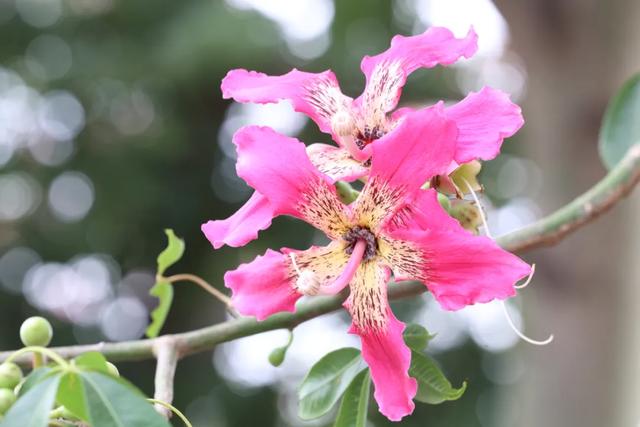 美翻了！石碣街头异木棉盛放，一树树粉花演绎都市浪漫