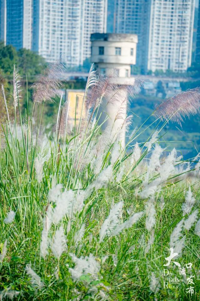 梦幻绝美!大渡口藏着一大片芦苇花海,现在去正好