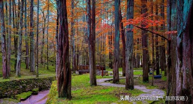 汉中这处红叶已进入最佳观赏期